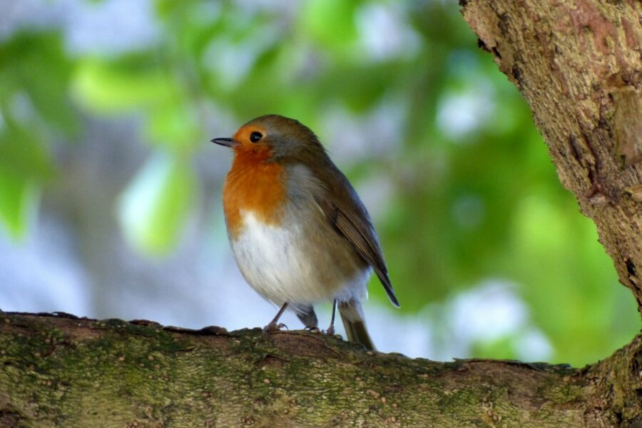 Rouge-gorge, les chants d'oiseaux